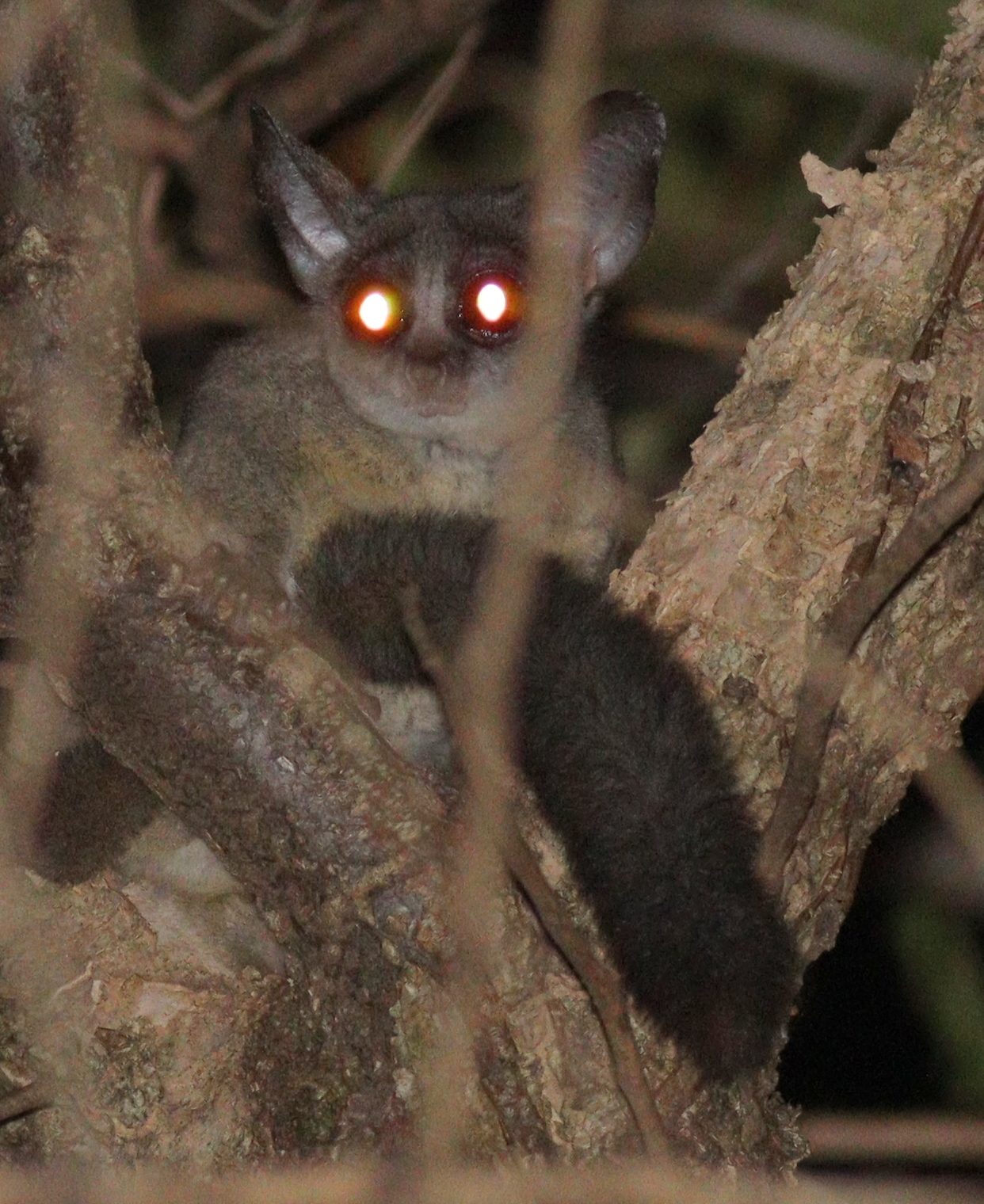 暗闇に光る瞳のショウガラゴ