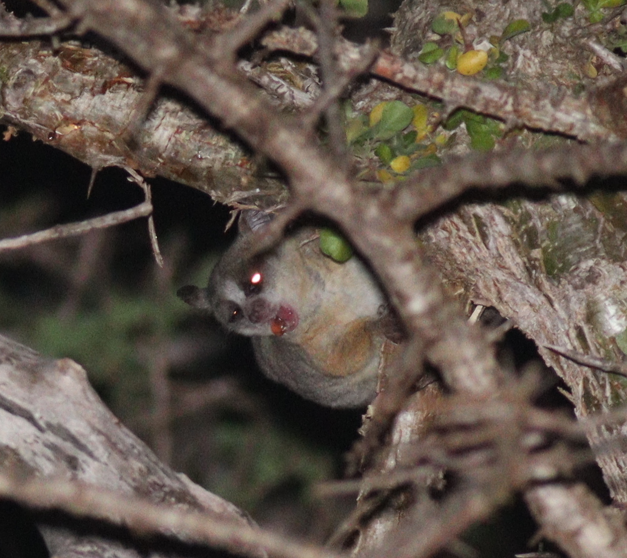 夜の食事タイムのショウガラゴ