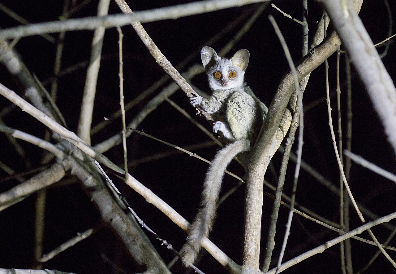 夜の枝でこちらを見つめるショウガラゴ